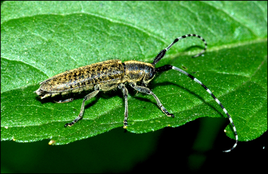 agapanthia sicula o villosvirdens?